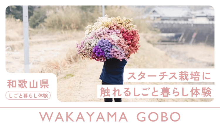 御坊市｜畑で感じる、スターチスの彩りと農家のしごとの画像