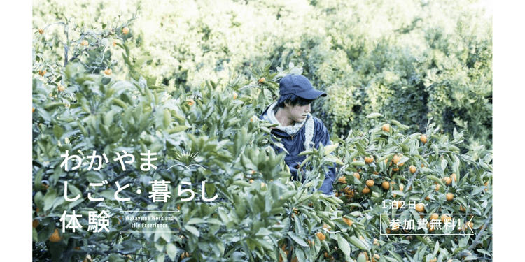 湯浅町｜柑橘を中心に栽培している農園でのお仕事体験の画像